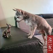 LPFCTRY Montfort LilPeopleFCTRY hond hund dog 3dme minime 3dscan 3dpoppetje 3dbeeldje Chihuahua 3dhond 3dhund 3dfiguren